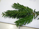 english yew (taxus baccata), stalked leaves (needles), decurrent. 2009-01-26, Pentax W60. keywords: if commun, tasso